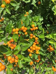 Image result for Solanum schumannianum