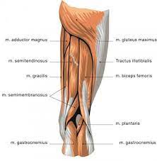 When you do an activity that involves running, the hamstring muscles can get tired more quickly than the quadriceps, putting them at greater risk of a strain. How To Grow A Pair Thigh Muscles Leg Muscles Anatomy Muscle Anatomy