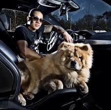 (a cross between a tiger and a lion. Memphis Depay S Dog Is The Very Best Thing About Him