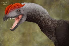 Image result for Dinophora