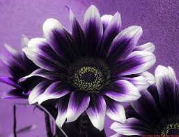 Their report in the journal nature biotechnology said they found plants but why did they do it? Ultra Violet Superpower After Cataract Surgery With Crystalens Color Glow