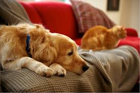 Emotional Support Animal Requirements
