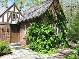 The vines become large and heavy over time so be sure that the host structure can support the weight of the. Climbing Hydrangea 10 Trellis Lurvey Landscape Supply