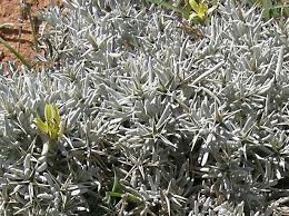 Image result for Macledium