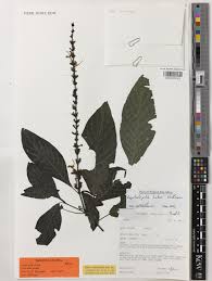 Image result for Cephalophis lukei