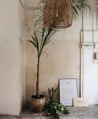 Let's discuss the various growth stages of cactus plants, because just like most plants, they need to start as seeds. Plants For A Good Indoor Climate Myth Or Fact