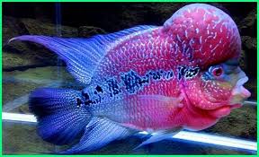 Budidaya ternak ikan lou han yang cocok untuk pemula. Cara Merawat Ikan Louhan Si Flowerhorn Yang Jenong Dunia Fauna Hewan Binatang Tumbuhan Dunia Fauna Hewan Binatang Tumbuhan