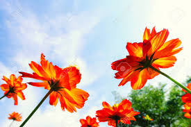 Find over 100+ of the best free orange flower images. Beautiful Orange Cosmos Flowers Blooming On Blue Sky Background Stock Photo Picture And Royalty Free Image Image 97190707