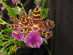 Zygoneria Adelaide Meadows Beautiful Orchids Types Of Orchids Beautiful Flowers