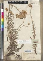 Image result for Helichrysum harveyanum