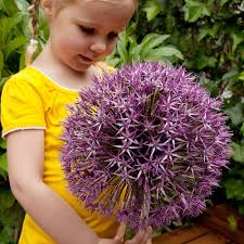 Height varies from 6 inches to 4 feet, making it appropriate for different types of arrangements. Buy Allium Universe Bulbs J Parker Dutch Bulbs