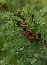 Image result for Indigofera antunesiana