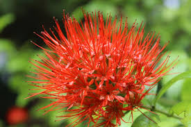 Image result for Combretum constrictum