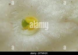 Image result for Chascanum hederaceum