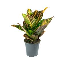 Can reach 3 to 6 feet in height. Codiaeum Variegatum Pictum Petra Croton Purify Your Air Hortology