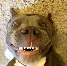 38 Funny Dogs And Puppies Pictures Smiling Dogs Puppy Dog Pictures Cute Animals