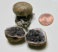 Image result for Scleroderma cepa