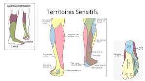 Syndrome De Compression Du Sciatique Poplite Externe Spe Ou Nerf Peronier
