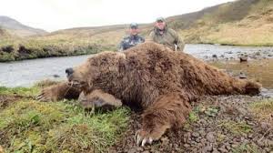 General information about brown bear in alaska such as description, life history, range, habitat and more. Alaska Peninsula Brown Bear Alaska Big Game Hunting Bear Hunting Moose Hunting Dall Sheep Hunting Alaskan Perimeter Expeditions