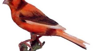 Canari Fact Rouge Panache Intensif Jpg 400 281 Guzel Kuslar Kus