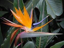 How To Propagate Bird Of Paradise The Bird Of Paradise Known Scientifically As The Strelitzia Regina Birds Of Paradise Plant Paradise Plant Birds Of Paradise