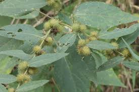 Image result for Triumfetta pilosa