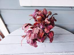 Finally, one last reason why your christmas cactus' color may be different is because of a pest problem. What Causes Christmas Cactus Leaves To Turn Orange