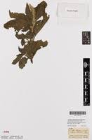 Image result for Centrostachys aquatica