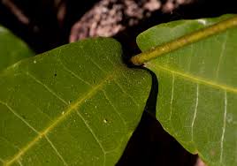Image result for Dictyophleba