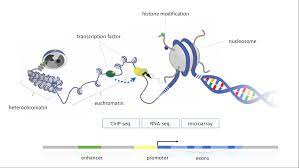 The histone modification signals can be captured by chromatin immunoprecipitation (chip), in which an antibody is used to enrich dna fragments from modification sites. Ag Bartkuhn Genetik