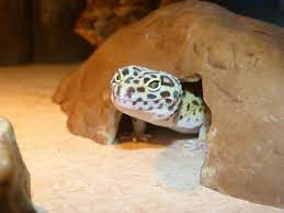 Some leopard gecko owners have noticed that their geckos stare at the screen. Leopard Gecko Calcium Vitamins What Supplements To Use