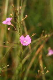 Image result for Micrargeriella aphylla