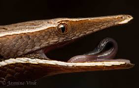 Black And White Tegu Lizard In South Carolina Burton S Legless Lizard Lialis Burtonis Lizard Lizard Species Weird Animals