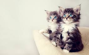 Same reason newborn babies have blue eyes. Two Short Haired Gray Kittens Cat Blue Eyes Kittens Animals Hd Wallpaper Wallpaper Flare