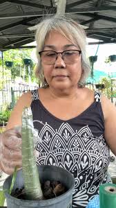 Getting my hands dirty with some grafting! 🌱✨ Excited to propagate these  beautiful yellow desert roses from my sister’s plant. First up: the flat  graft technique! Let’s see how this turns out. ...