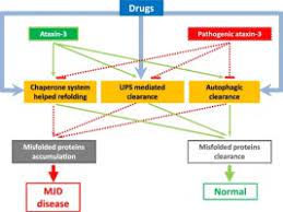 Toward Therapeutic Targets For Sca3 Insight Into The Role Of Machado Joseph Disease Protein Ataxin 3 In Misfolded Proteins Clearance Sciencedirect