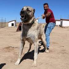 kangal kopekleri neden yavrularini yiyor sirri cozuldu