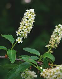 Image result for Prunus serotina