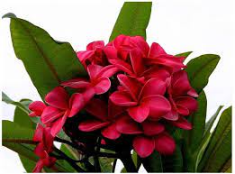 Deep deep red flower, best of all deep red plumeria. Amazon Com Hawaiian Red Plumeria Plant Cutting Kanoa Hawaii 1 Pack Sk34 Garden Outdoor