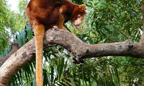 Check spelling or type a new query. Tree Kangaroo Kangaroos Wwf