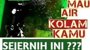 Meski sering dibersihkan, busa biasanya akan kembali muncul. Cara Menjernihkan Air Kolam Ikan Cukup 2 Hari Langsung Jernih Youtube