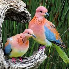 Fashion Photos That I Love That Inspire Pieces Of Clothing I Would Love To Own Etc Animals Beautiful Birds Pet Birds