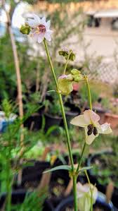 Image result for Nyctaginaceae