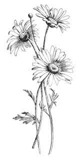 Pin On Drawing
