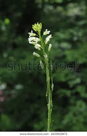 Image result for Turritis glabra