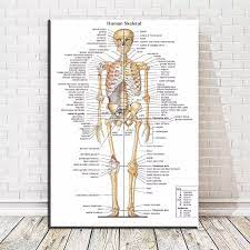 Visit kenhub for more skeletal system quizzes. Canvas Painting Wall Art Picture Human Skeletal Anatomy Bones Of The Body Poster Print Body Map Pictures For Medical Educa Painting Calligraphy Aliexpress