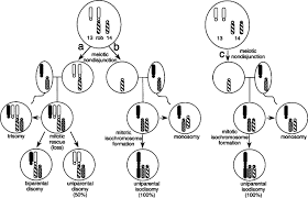 We did not find results for: Identification Of Uniparental Disomy Following Prenatal Detection Of Robertsonian Translocations And Isochromosomes Sciencedirect