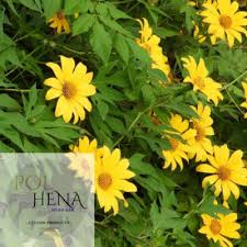 Image result for Tithonia diversifolia