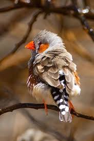 Bird With Orange Beak And Orange Wings Pin On Birds