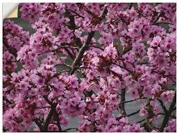 Buy Artland Premium Wall Foil Kattobello Japanese Cherry Blossom Online Otto Premium Wall Japanese Cherry Blossom Cherry Blossom Wallpaper Flower Planters